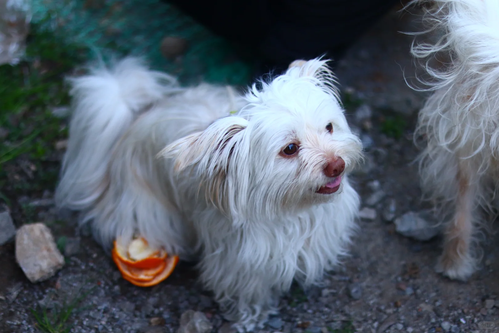 龙抬头，带狗狗拜财神，登缥缈峰