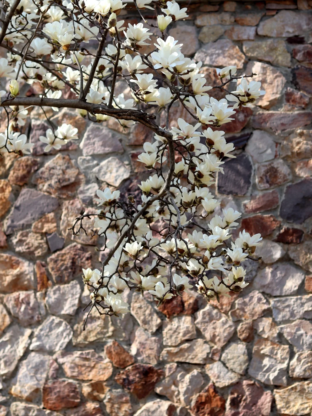 在东湖落雁寻找武汉的春天