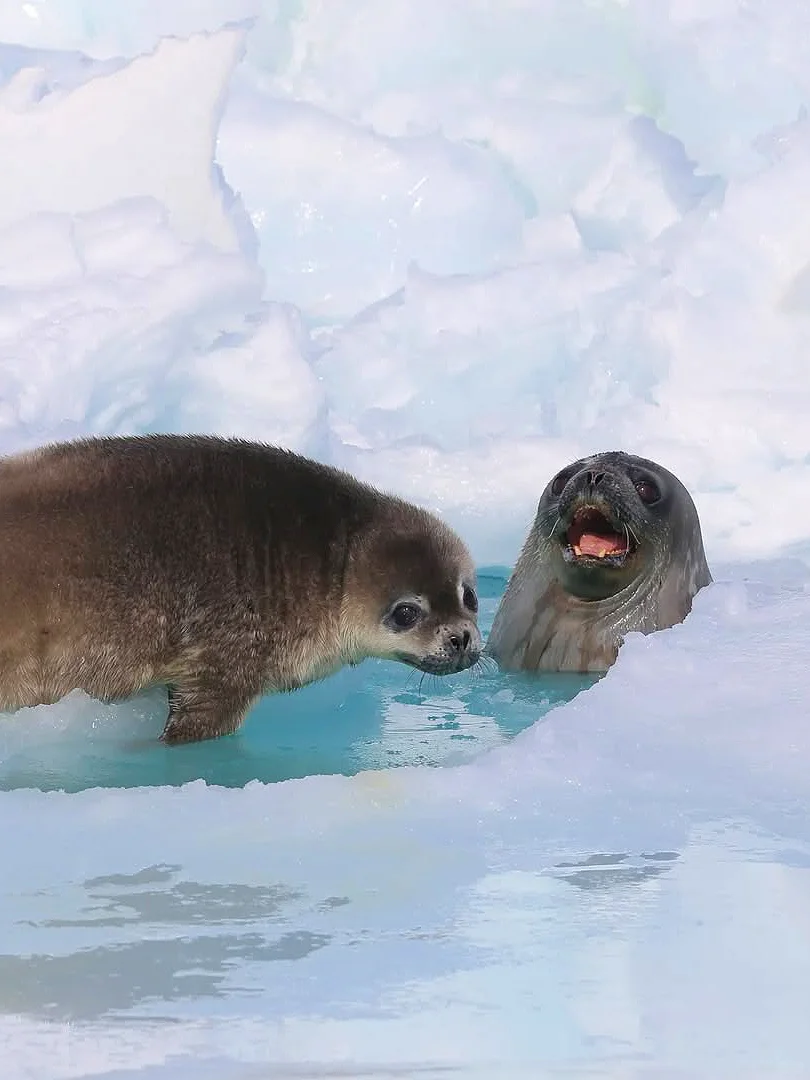 南极没想象中那么贵！去一趟真实花💰费清单