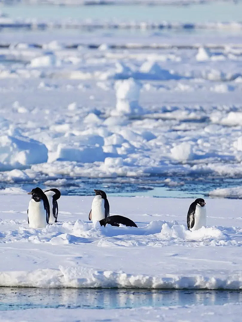 南极没想象中那么贵！去一趟真实花💰费清单