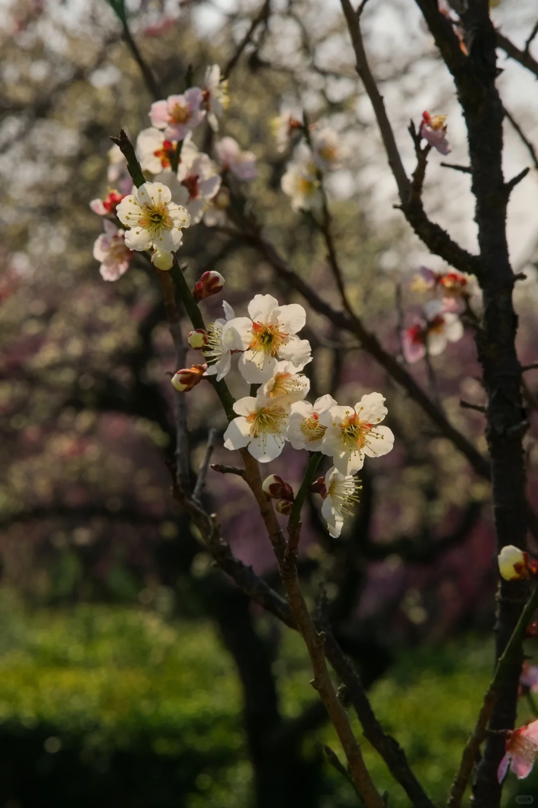 南京的春天是一万次的春和景明🌸