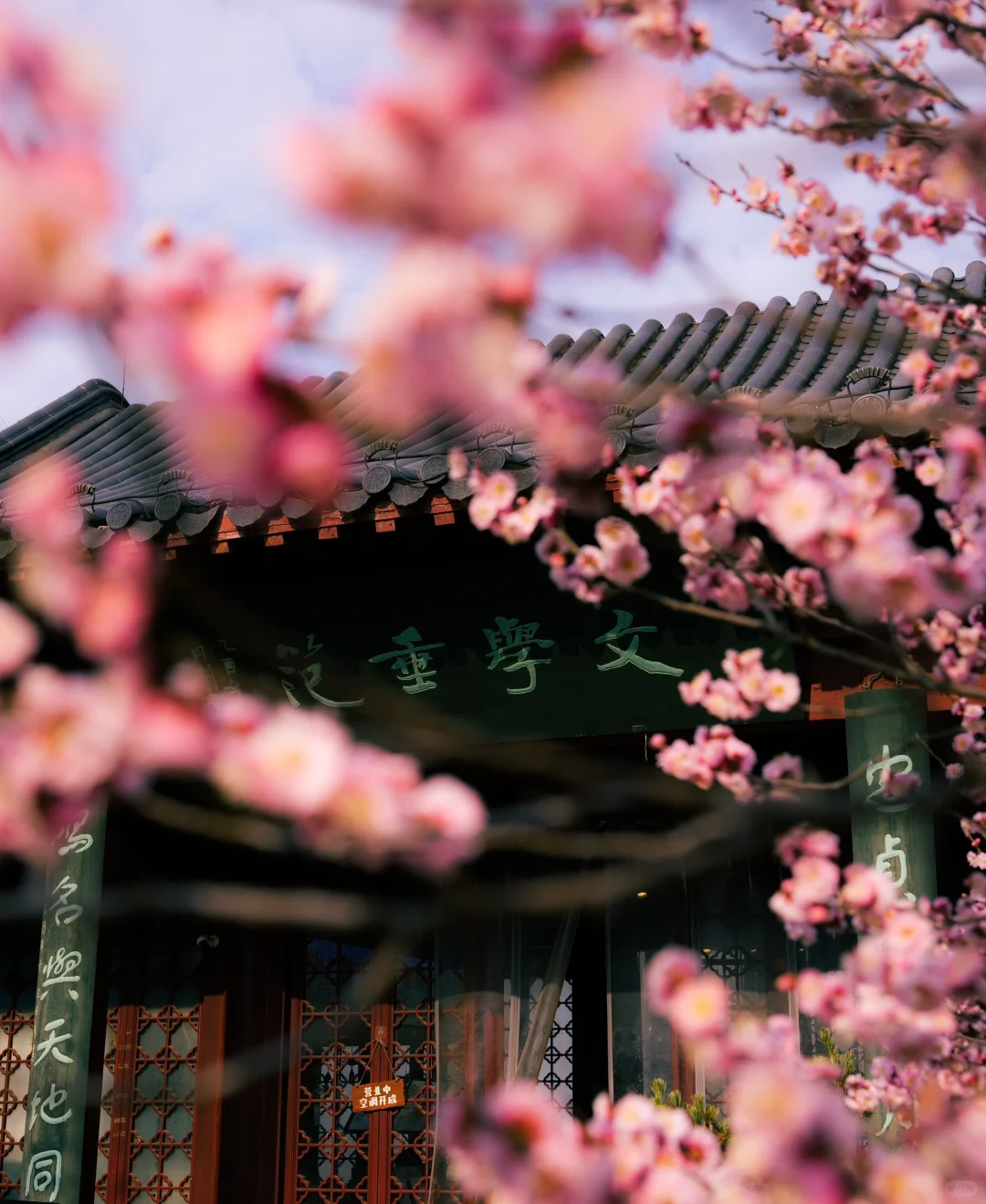 南京的春天是一万次的春和景明🌸