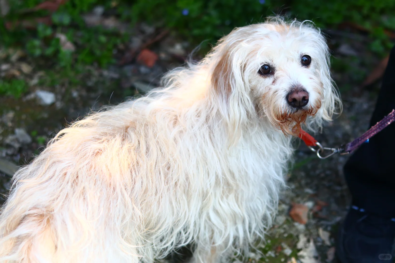 龙抬头，带狗狗拜财神，登缥缈峰