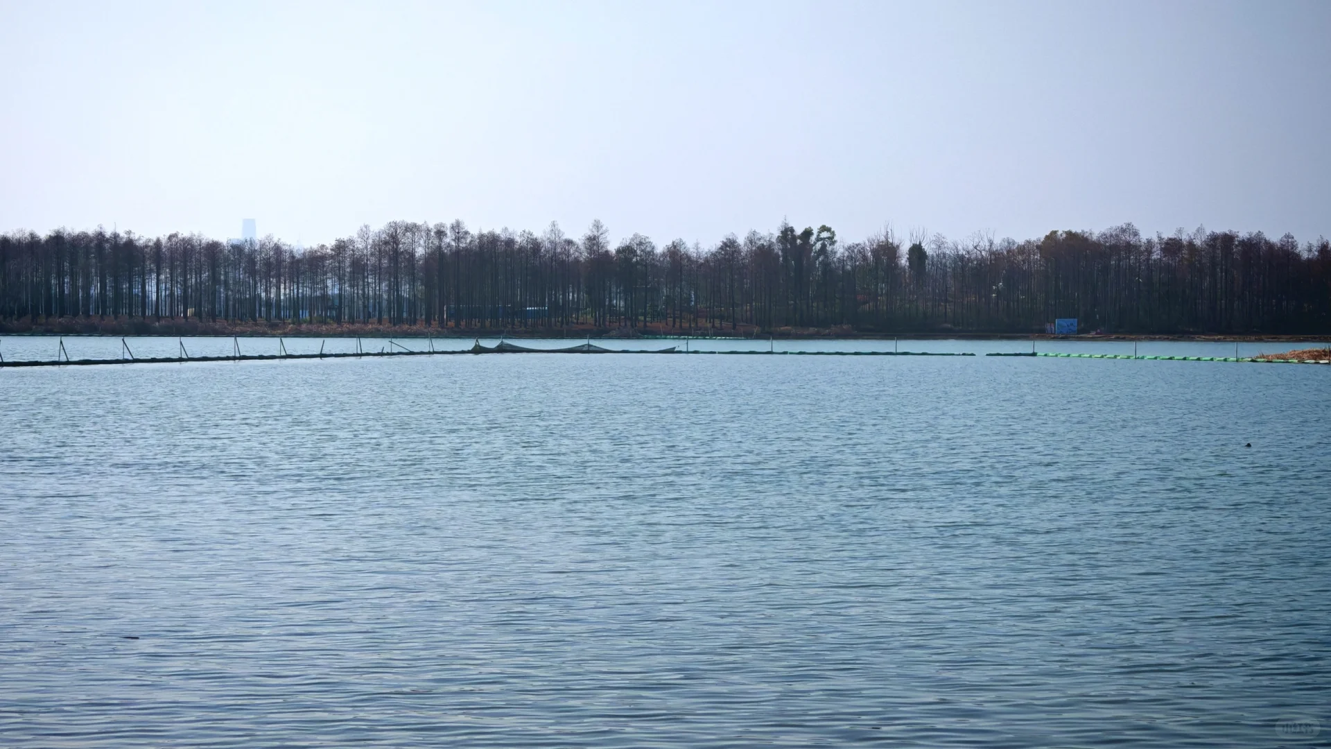 在东湖落雁寻找武汉的春天