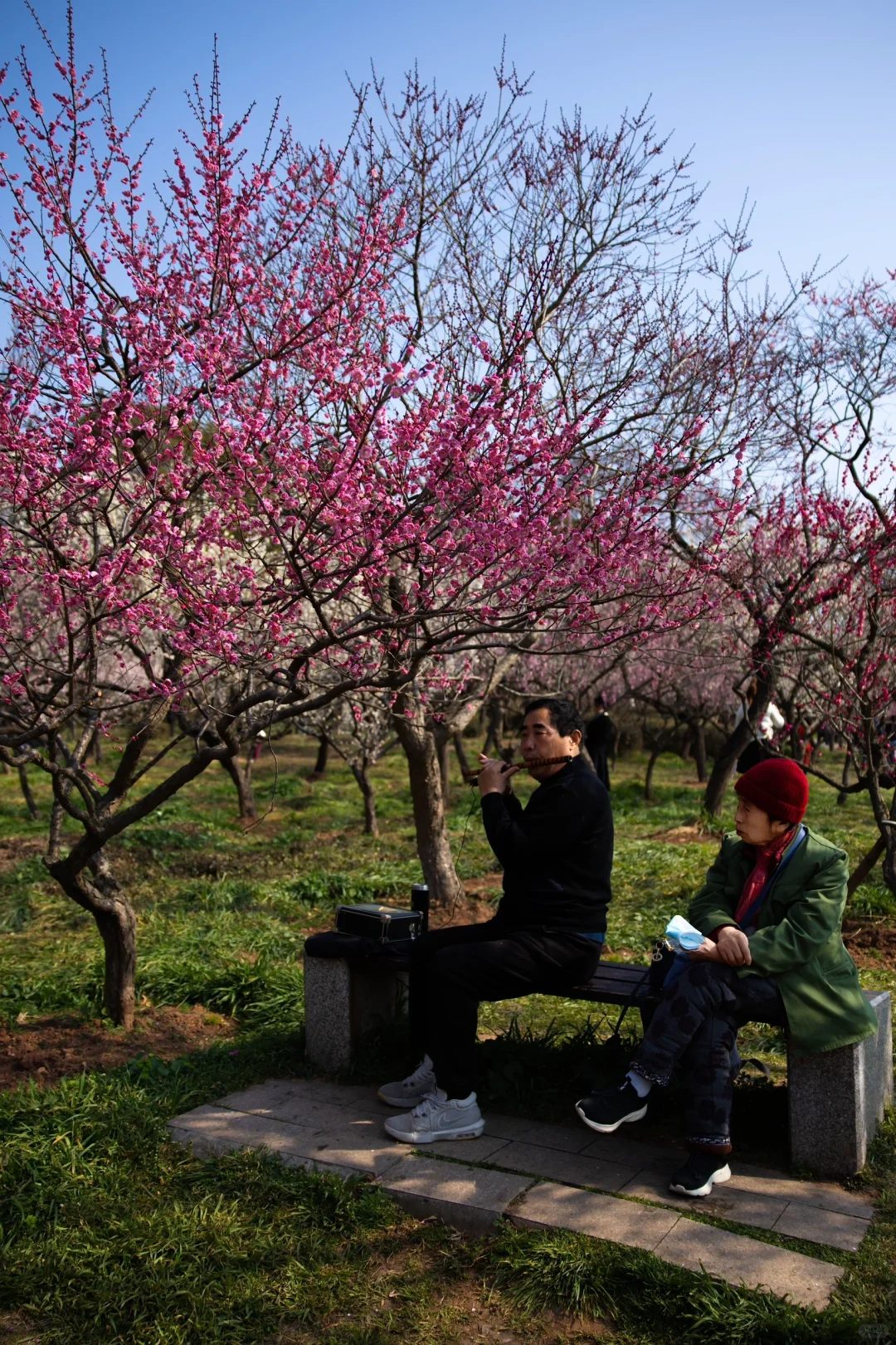 南京的春天是一万次的春和景明🌸