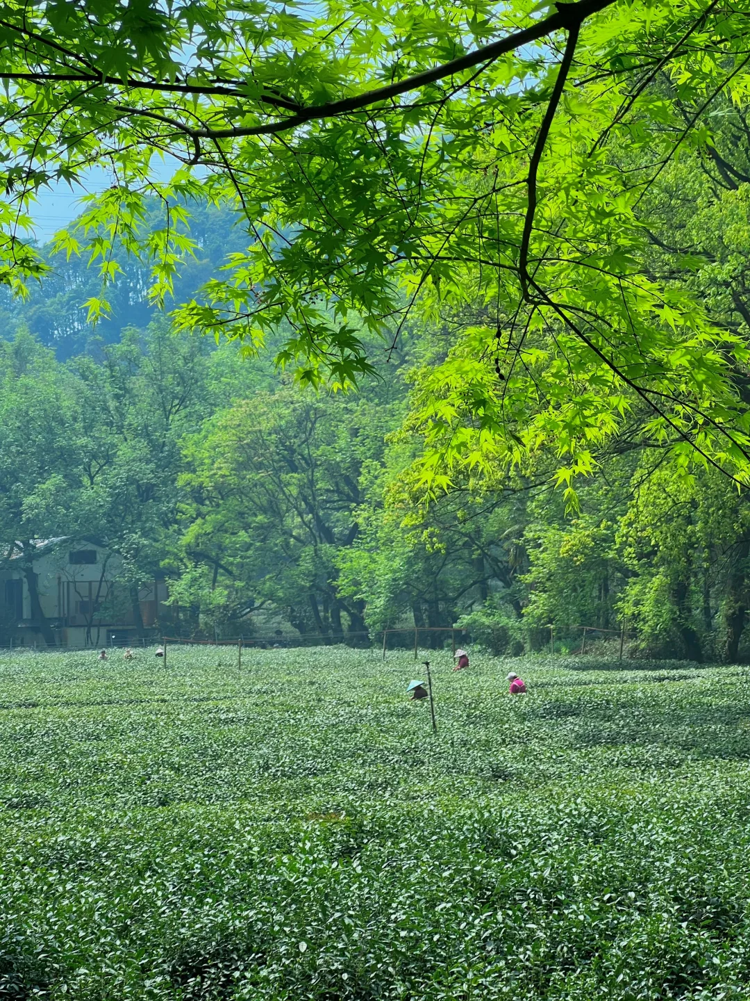 以为西湖已经够美了，直到我去了…🌿