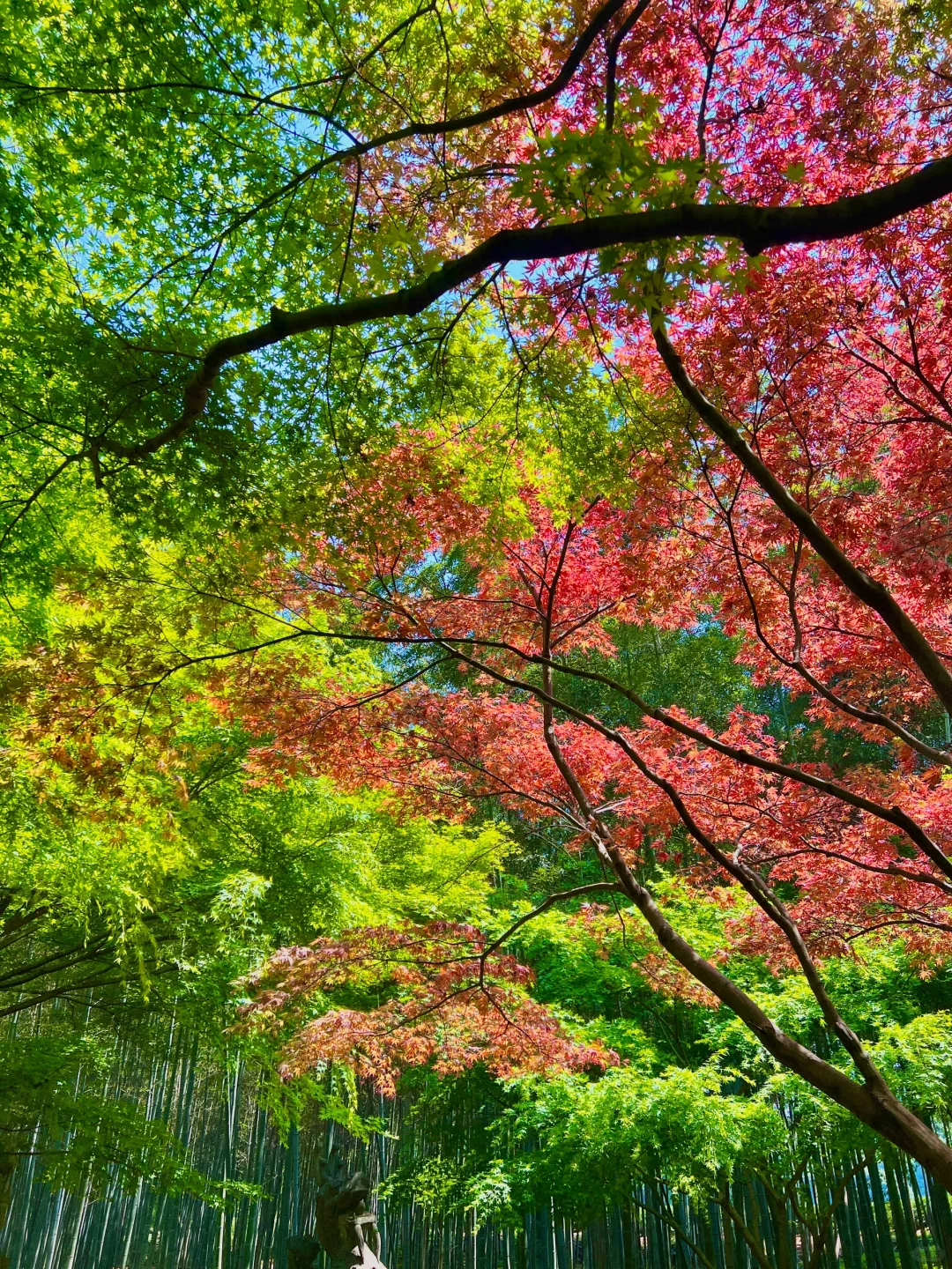 以为西湖已经够美了，直到我去了…🌿