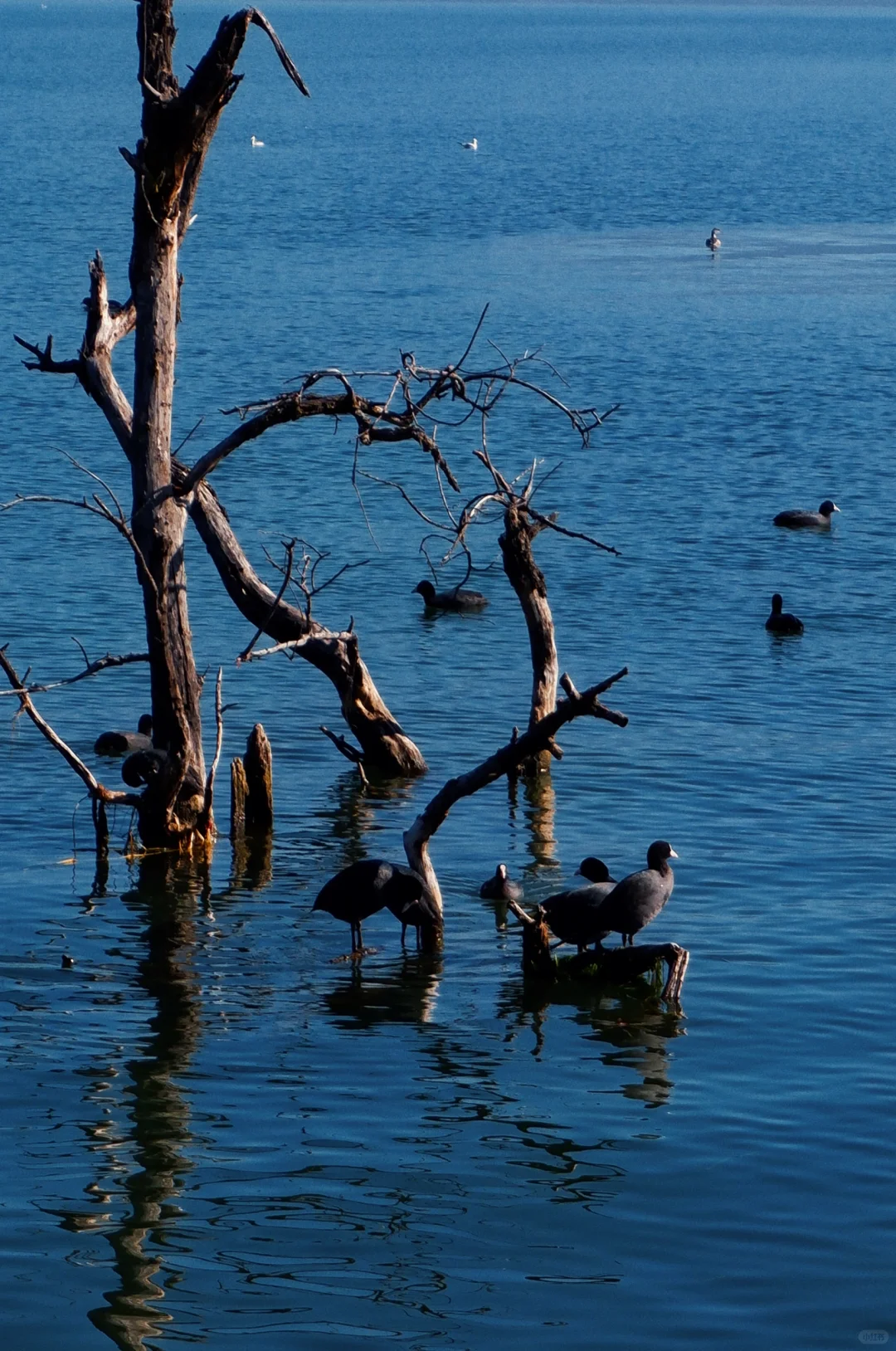 🌈云南旅行|去了1⃣️9⃣️次不踩雷攻略