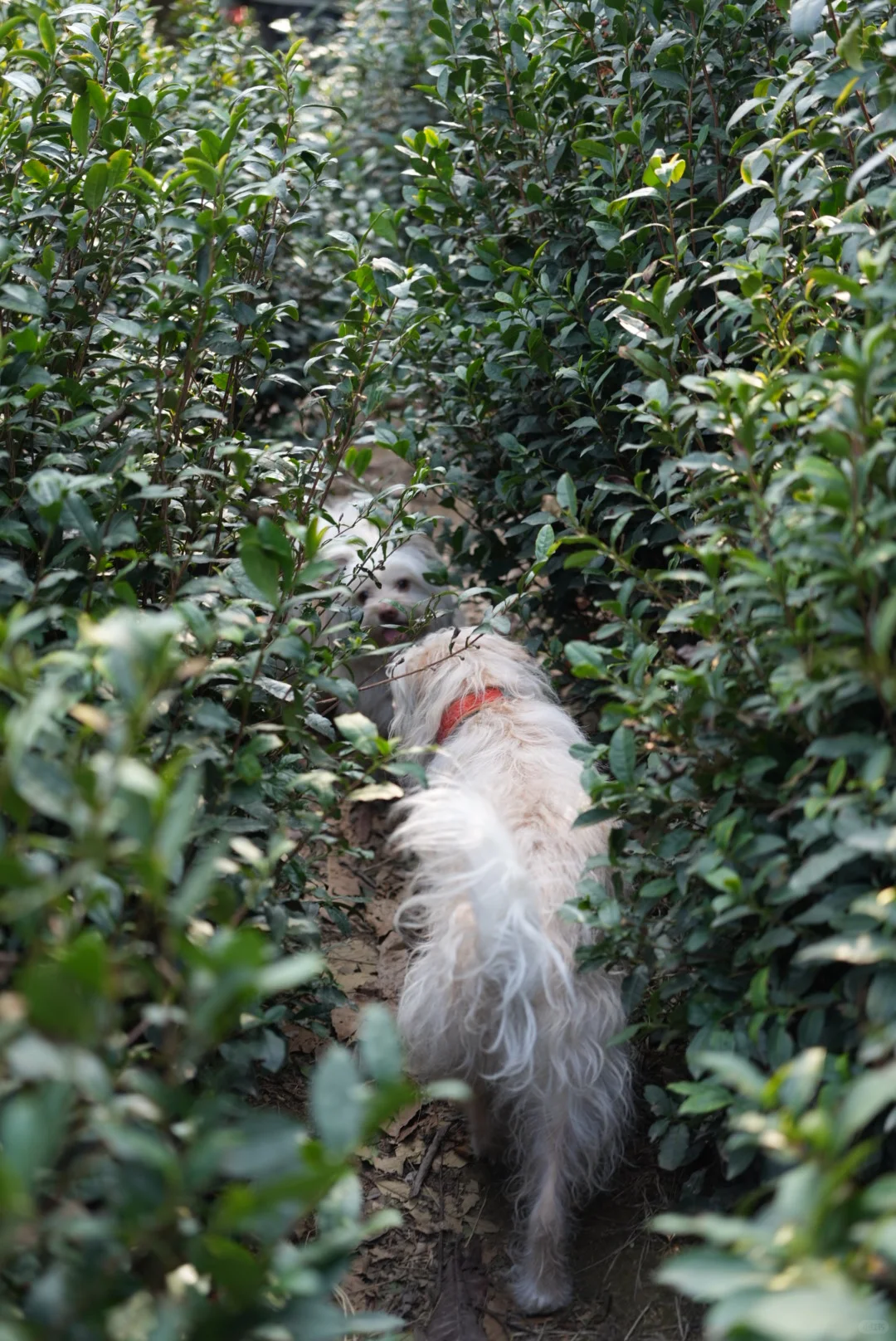 龙抬头，带狗狗拜财神，登缥缈峰
