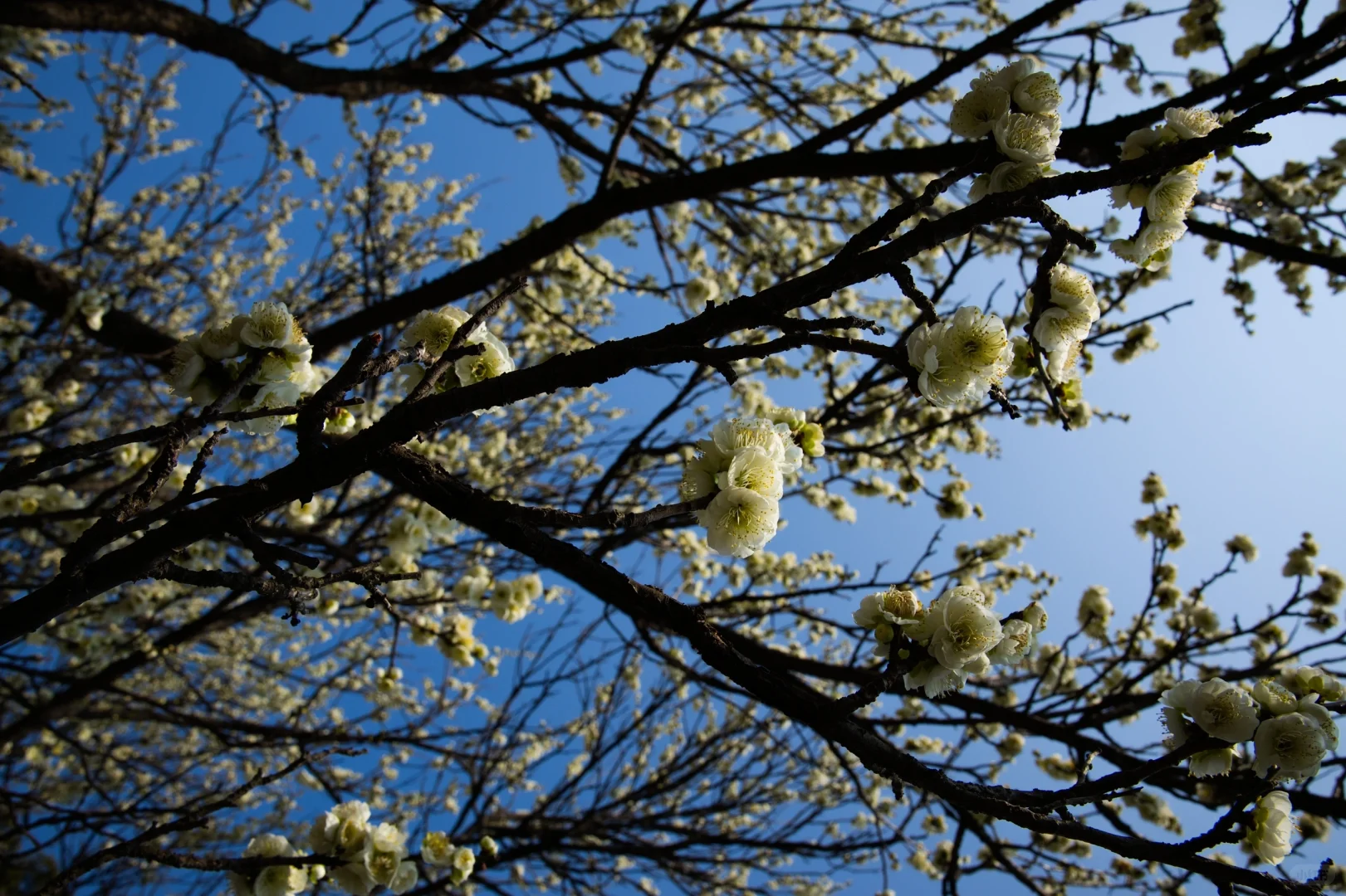 南京的春天是一万次的春和景明🌸