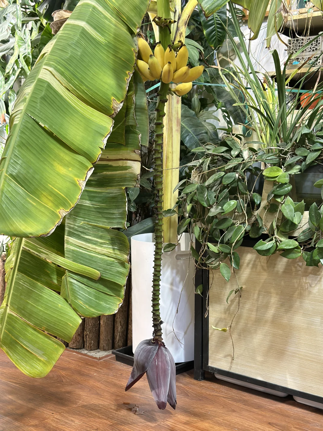 旅游攻略🎫广州华南植物园门票！可当现金用！