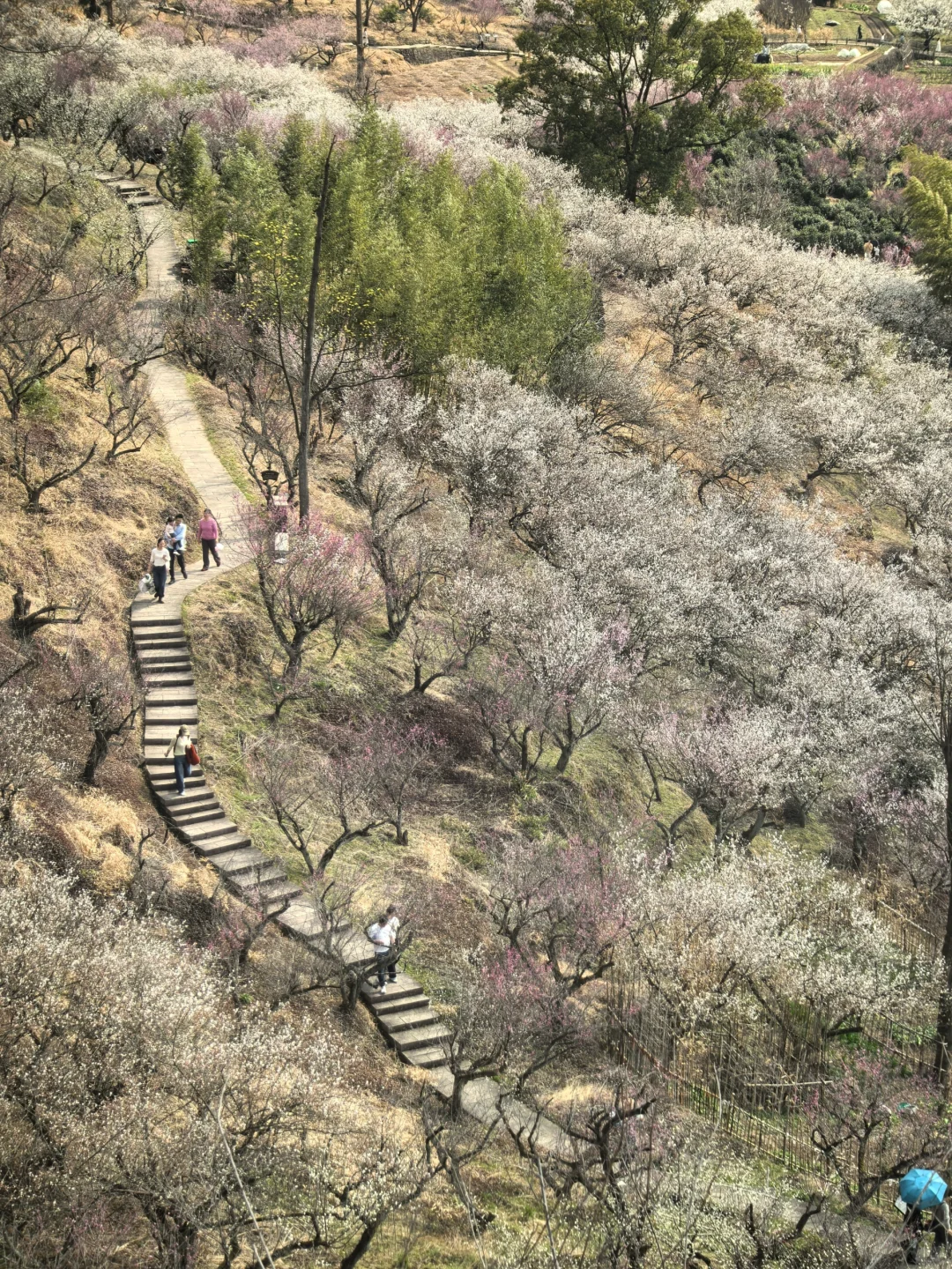 浙江绍兴|柯桥香雪梅海