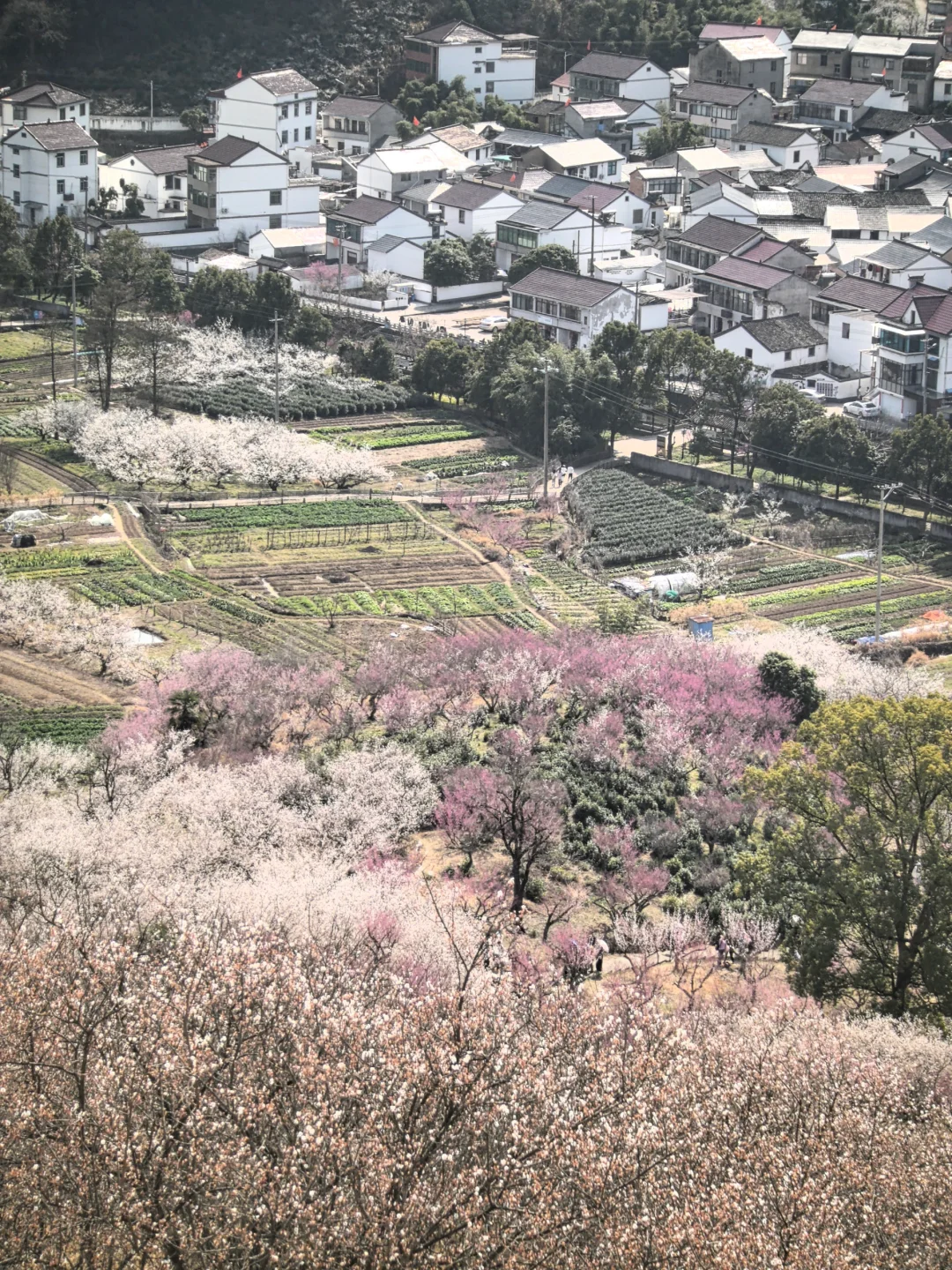 浙江绍兴|柯桥香雪梅海