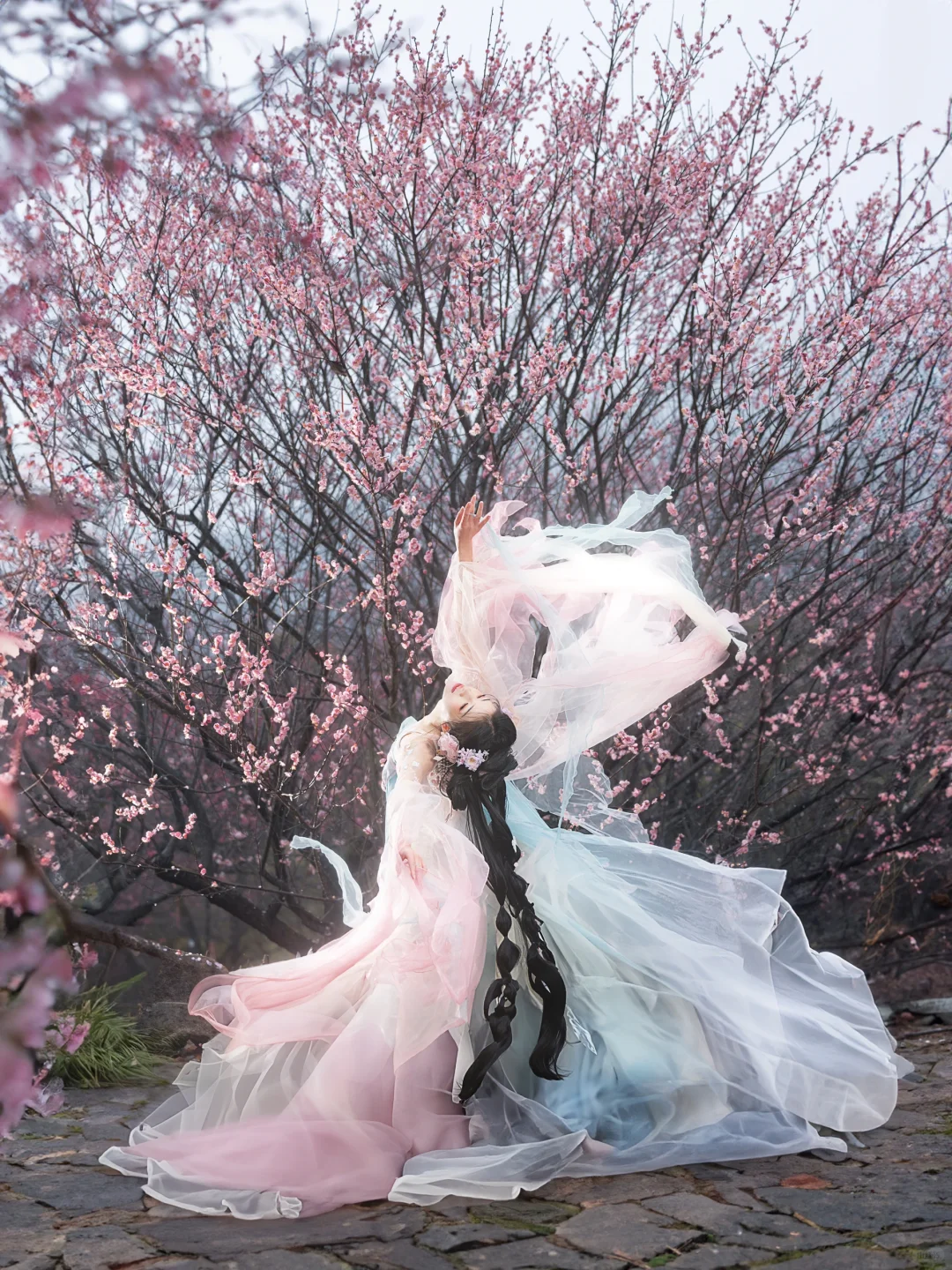 “风有约，花不误”仿佛来了梅花乡