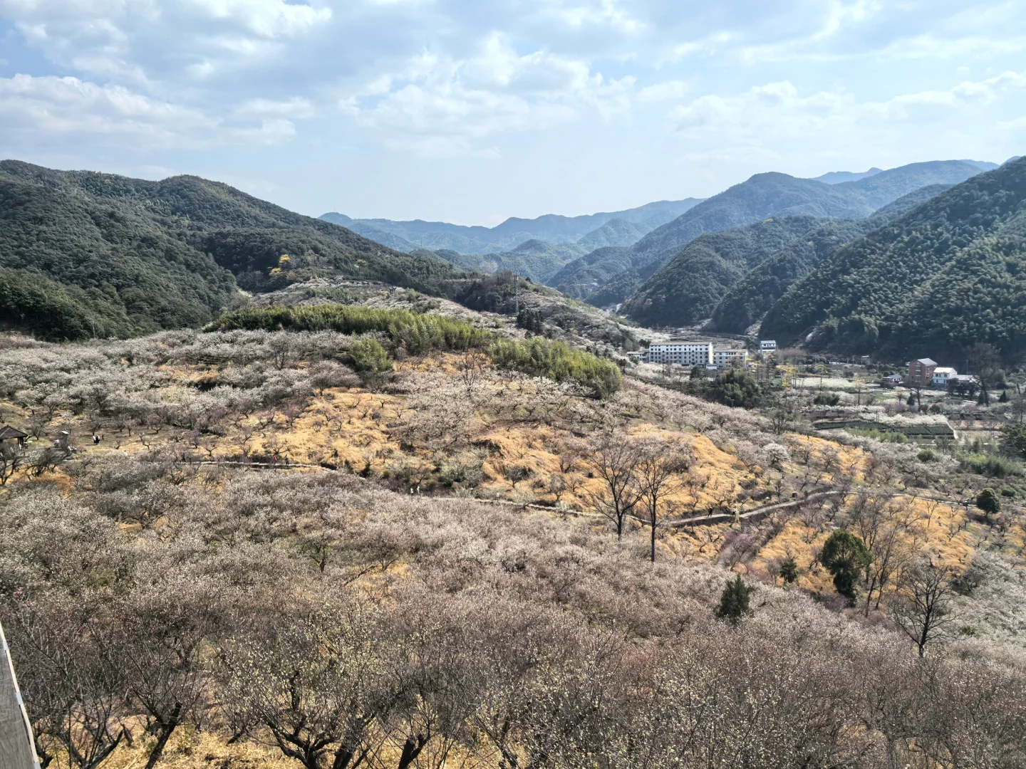 浙江绍兴|柯桥香雪梅海