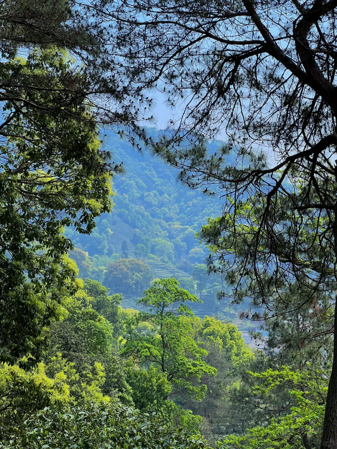 以为西湖已经够美了，直到我去了…🌿