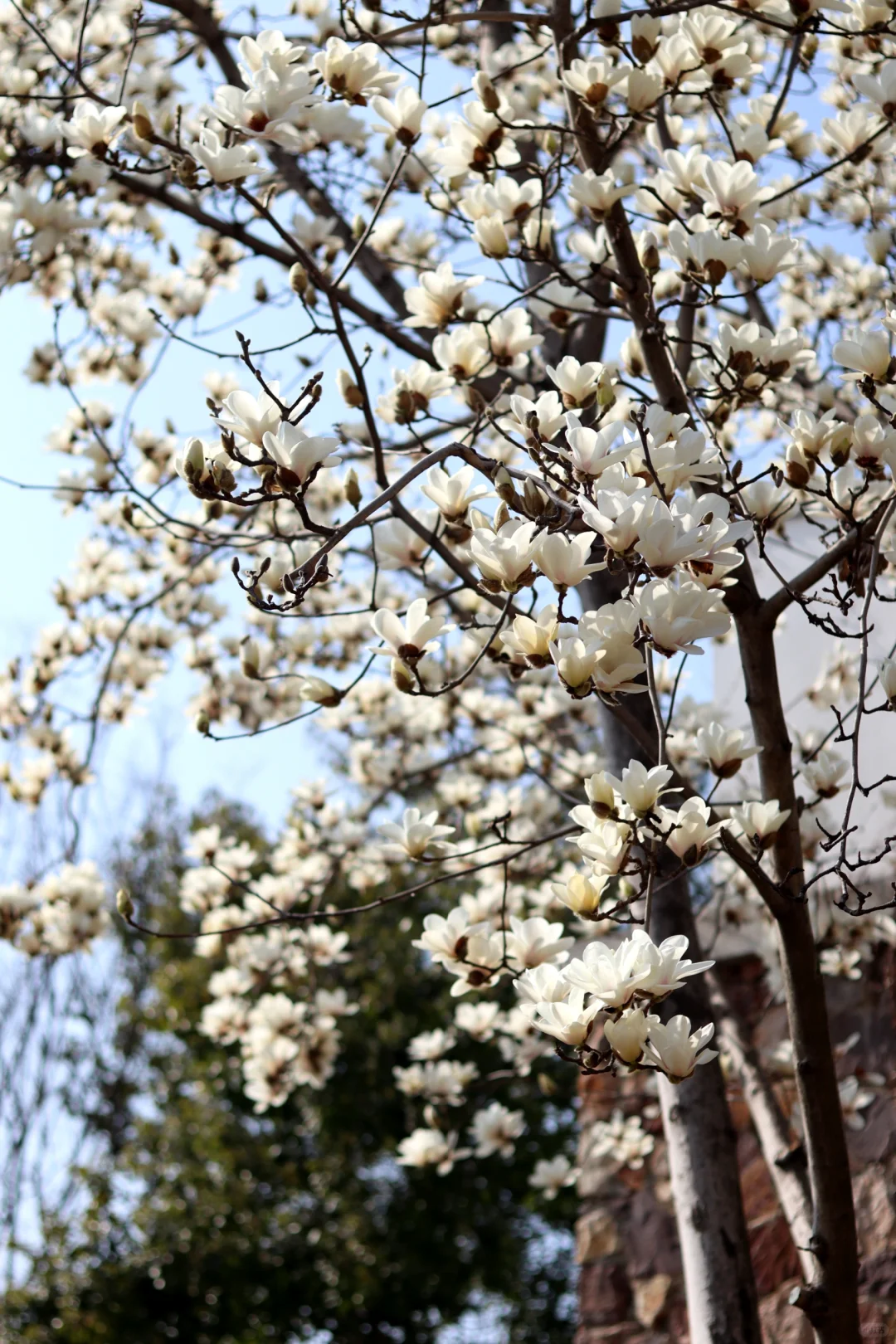 在东湖落雁寻找武汉的春天