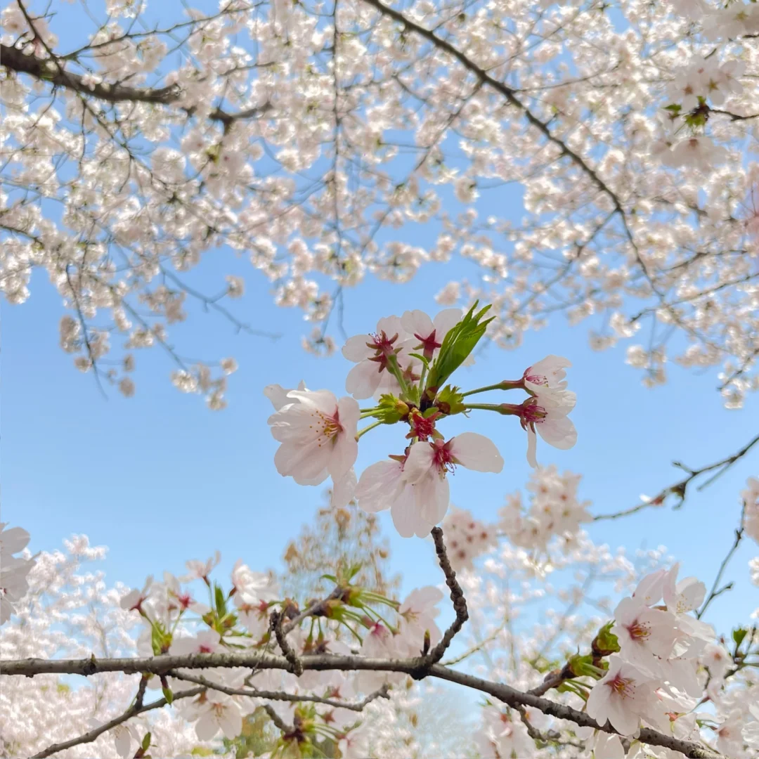 鼋头渚樱花季总结：一个普通游客的真心话