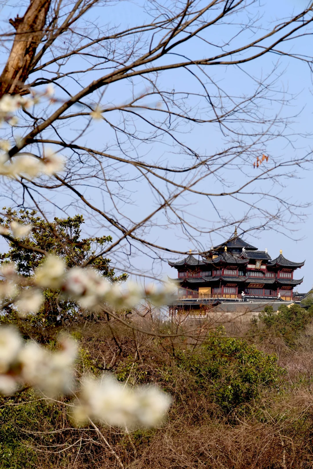 吸绿吸氧日常🍃