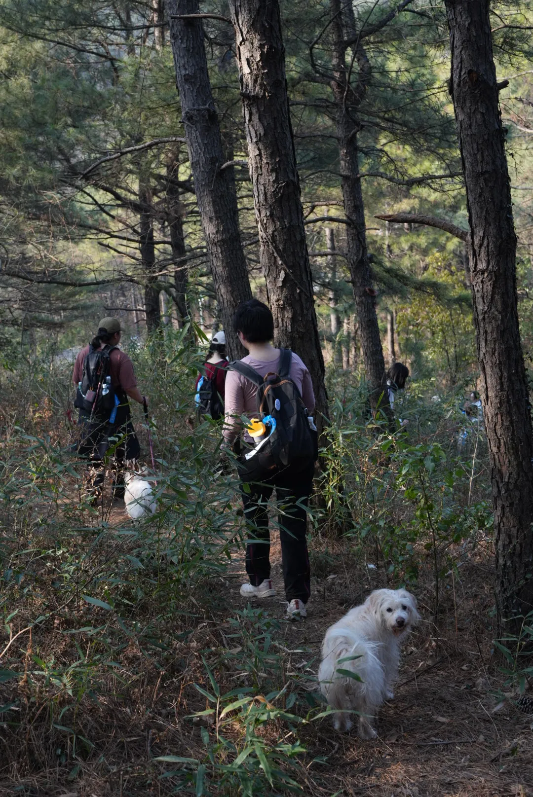 龙抬头，带狗狗拜财神，登缥缈峰