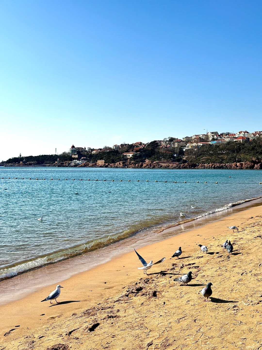 青岛三天超顺路线！！好吃好玩不到500块…..