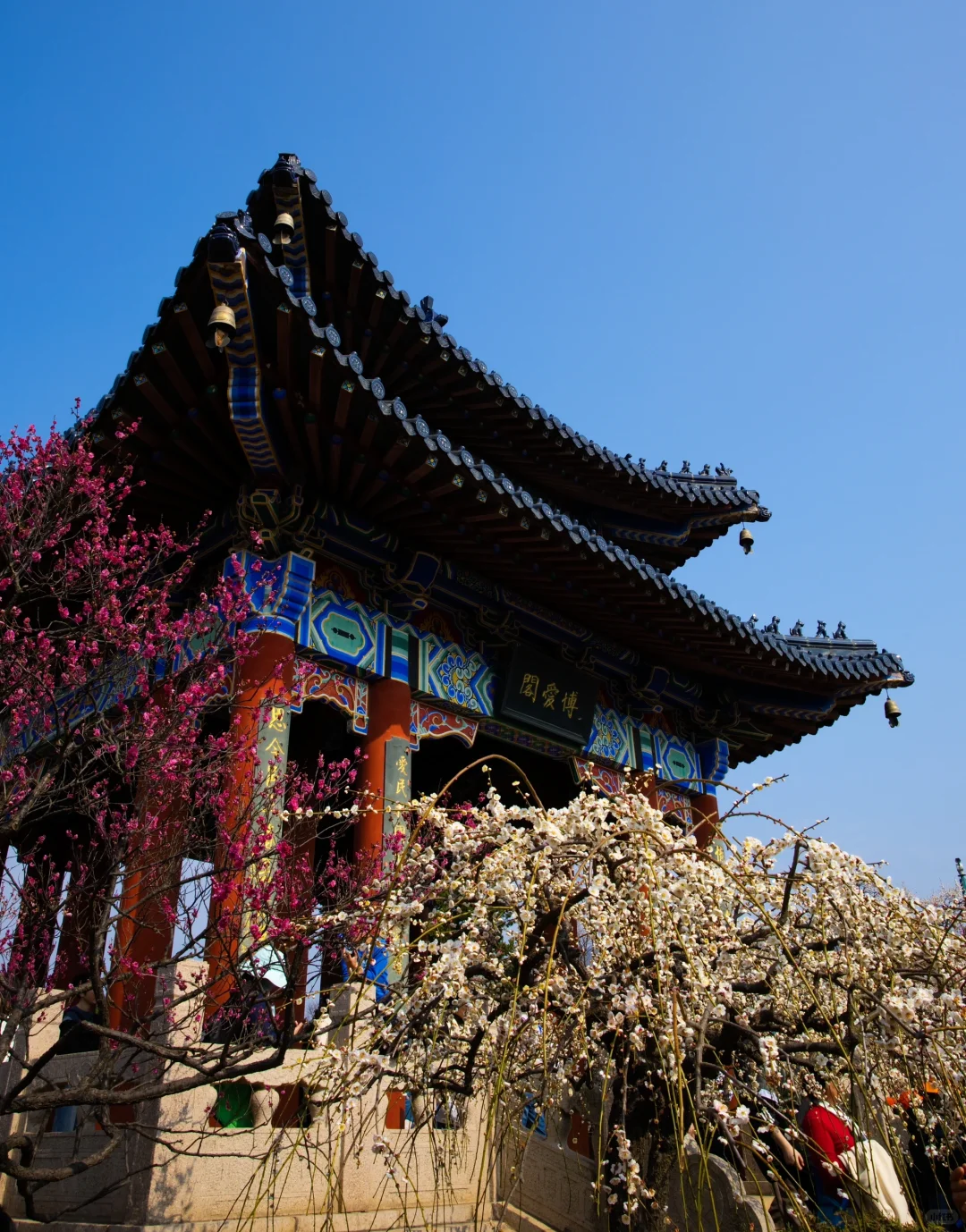 南京的春天是一万次的春和景明🌸