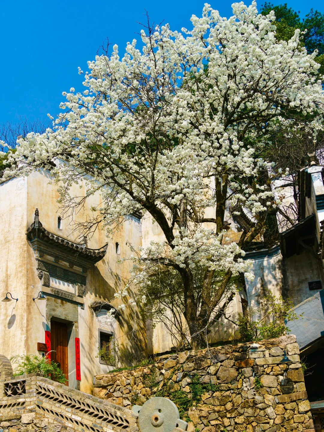 被《国家地理》评为中国最美的春天🌼有多绝👍