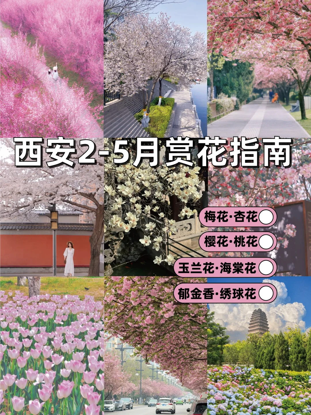 🌸西安春日限定｜这些绝美赏花地，拍照打