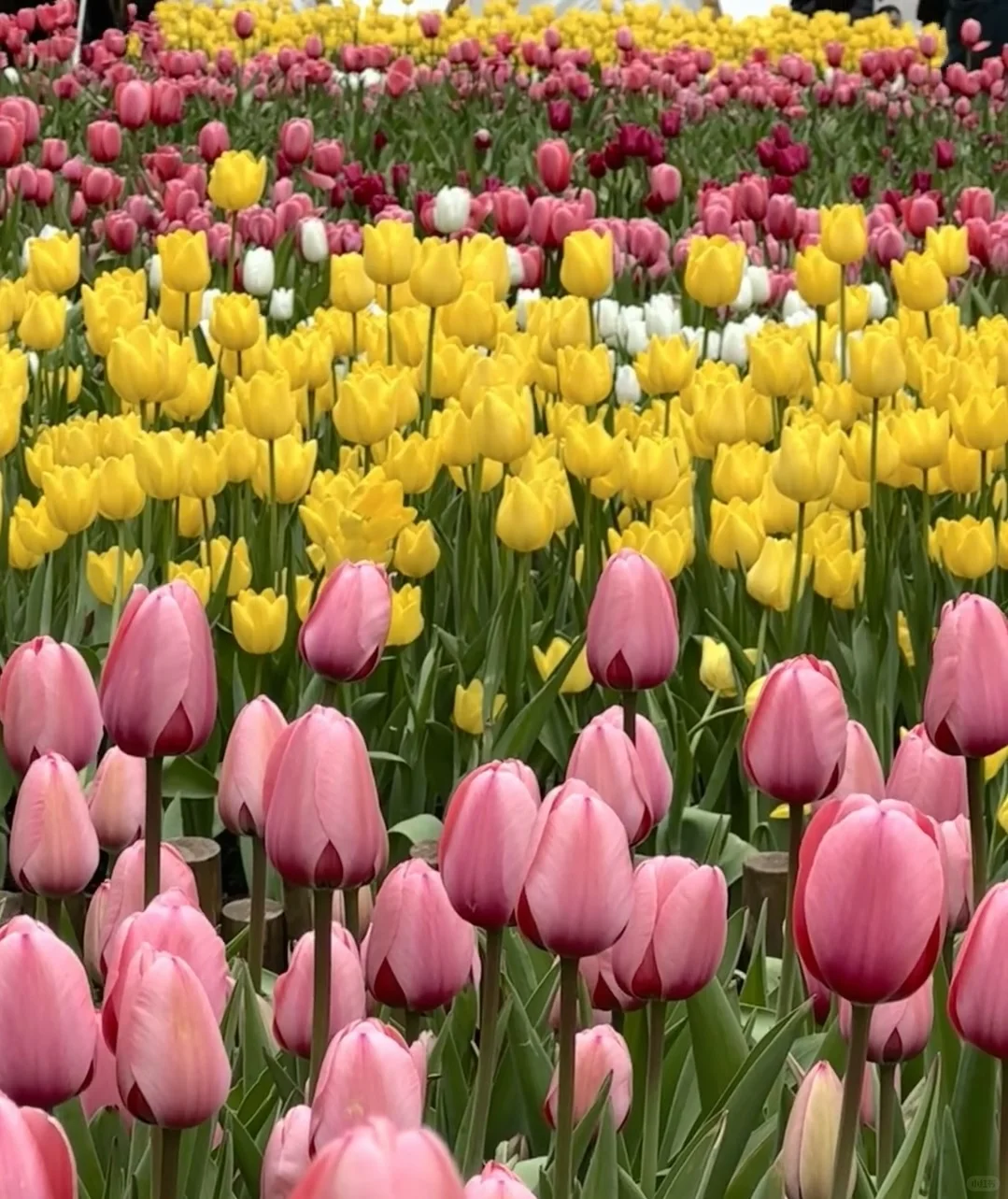 《国家地理》诚不欺我❗️