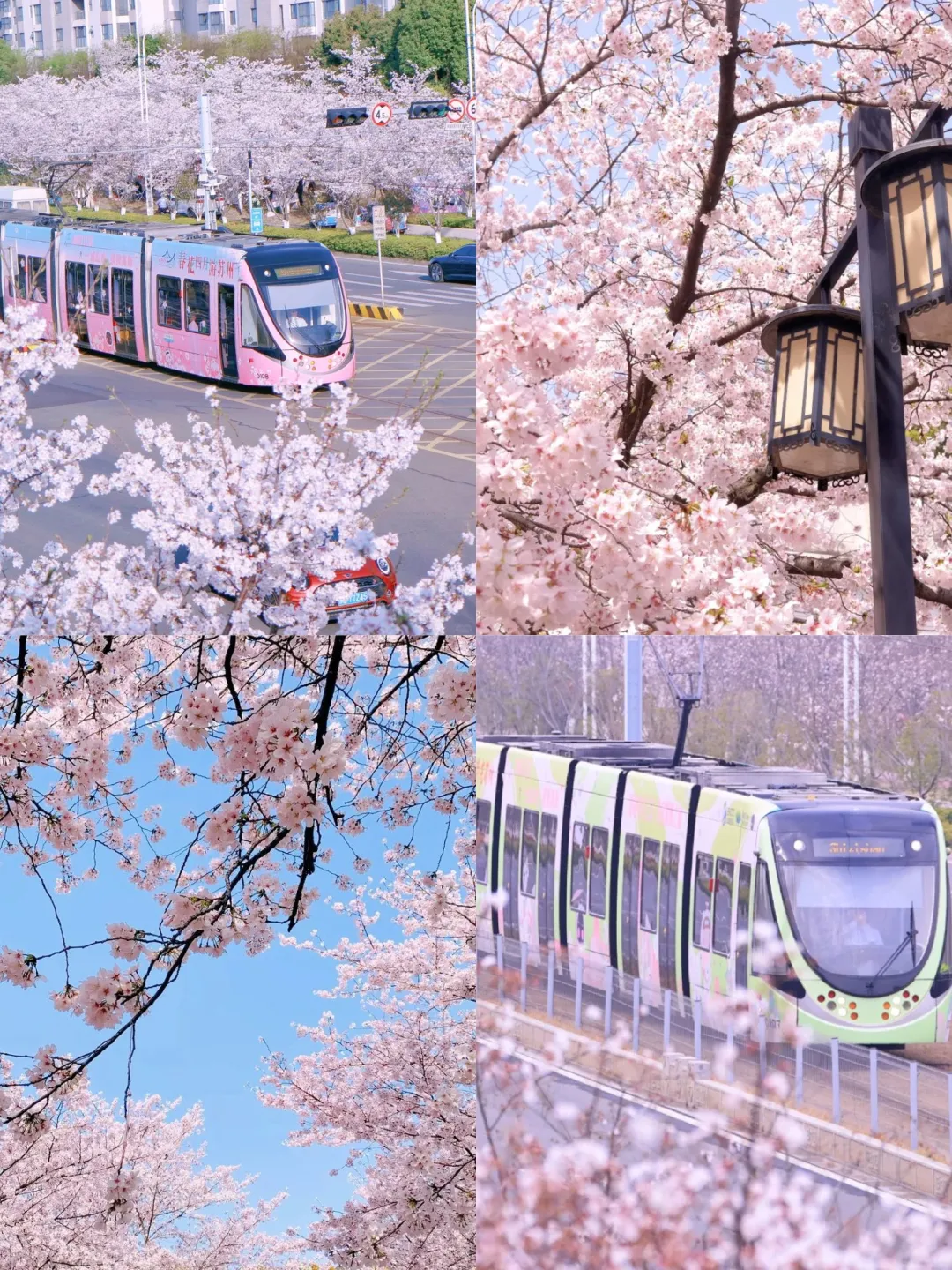 💥苏州3月踏春top15打卡地:樱花篇🌸