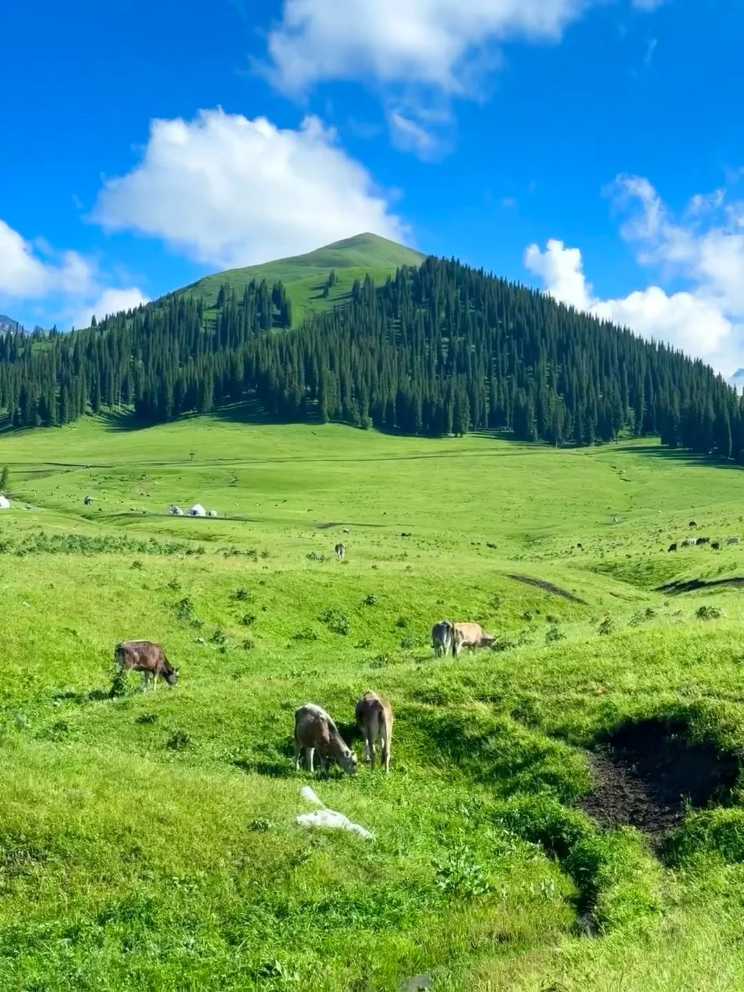 为什么强烈推荐5月底来内蒙古大草原❓