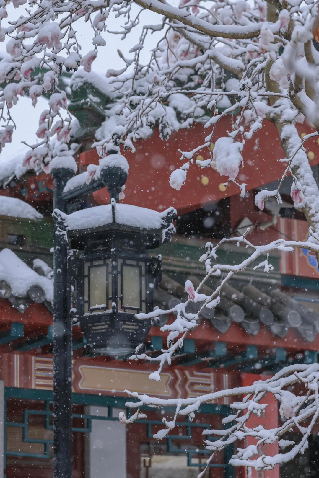 太绝了！趵突泉暴雪中盛开的玉兰！