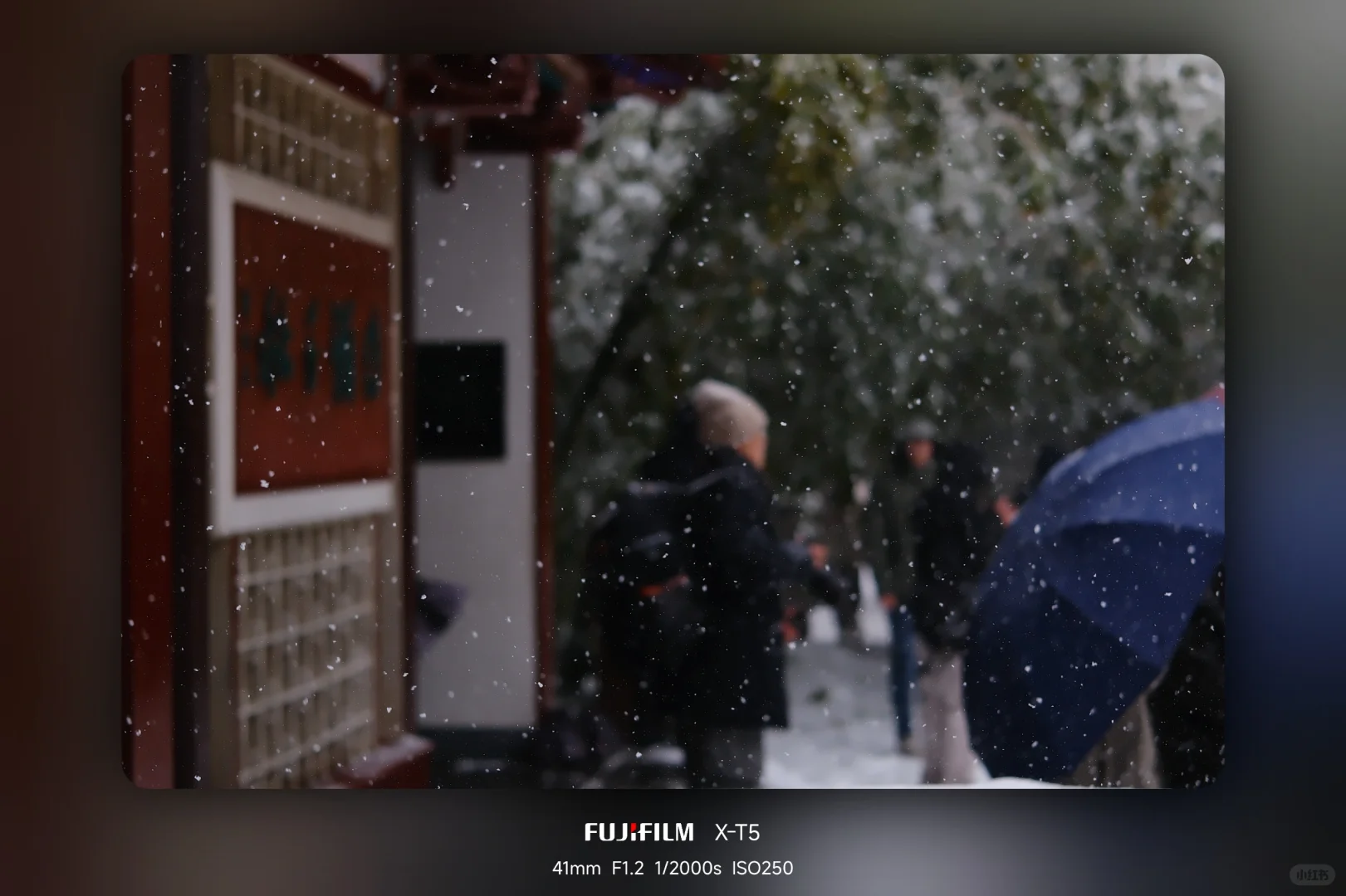 暴雪中的趵突泉公园