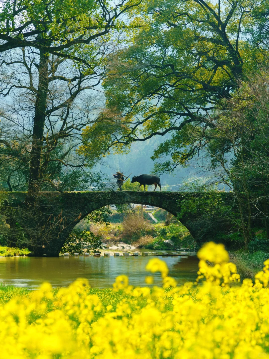 被《国家地理》评为中国最美的春天🌼有多绝👍