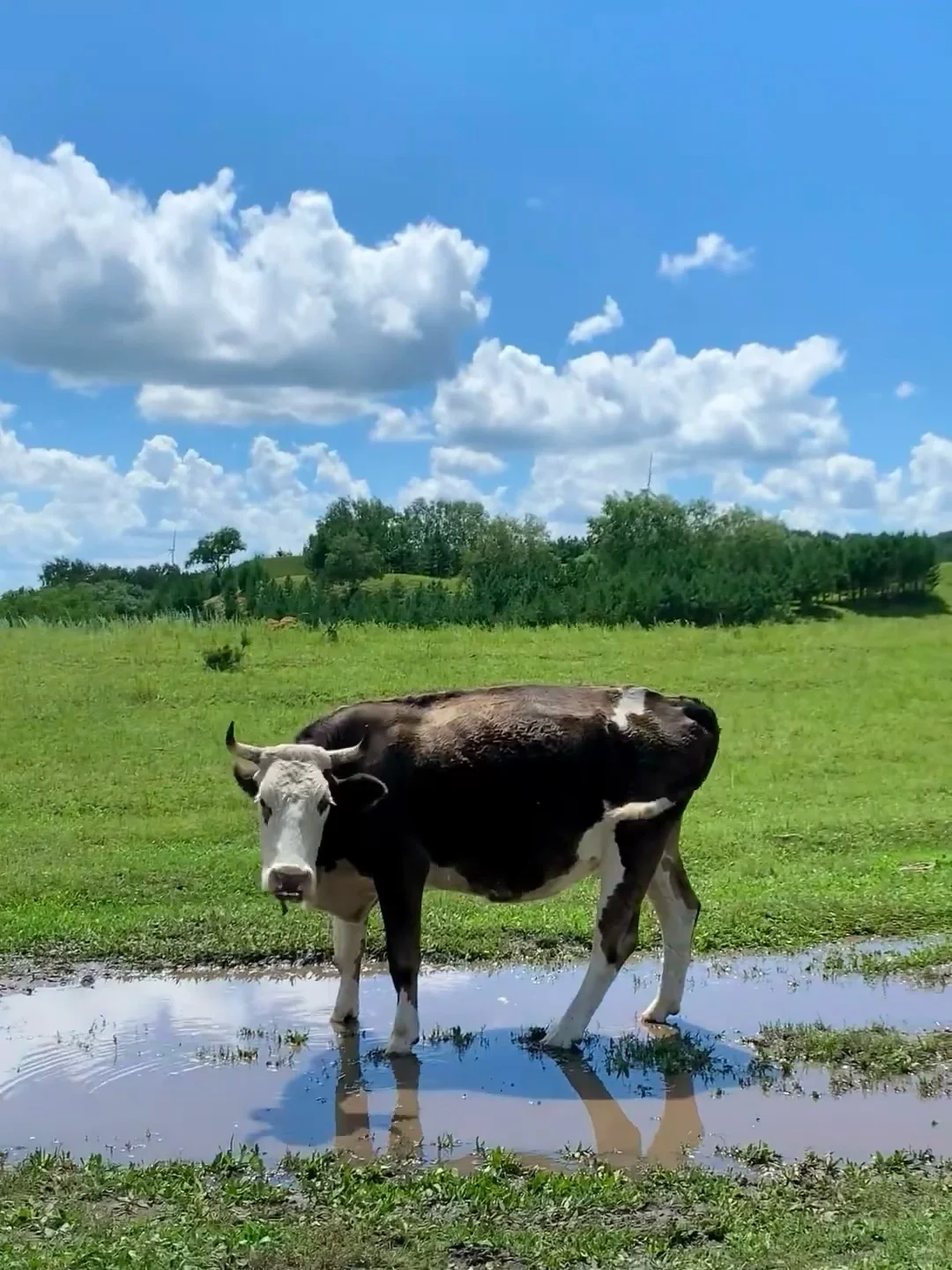 为什么强烈推荐5月底来内蒙古大草原❓