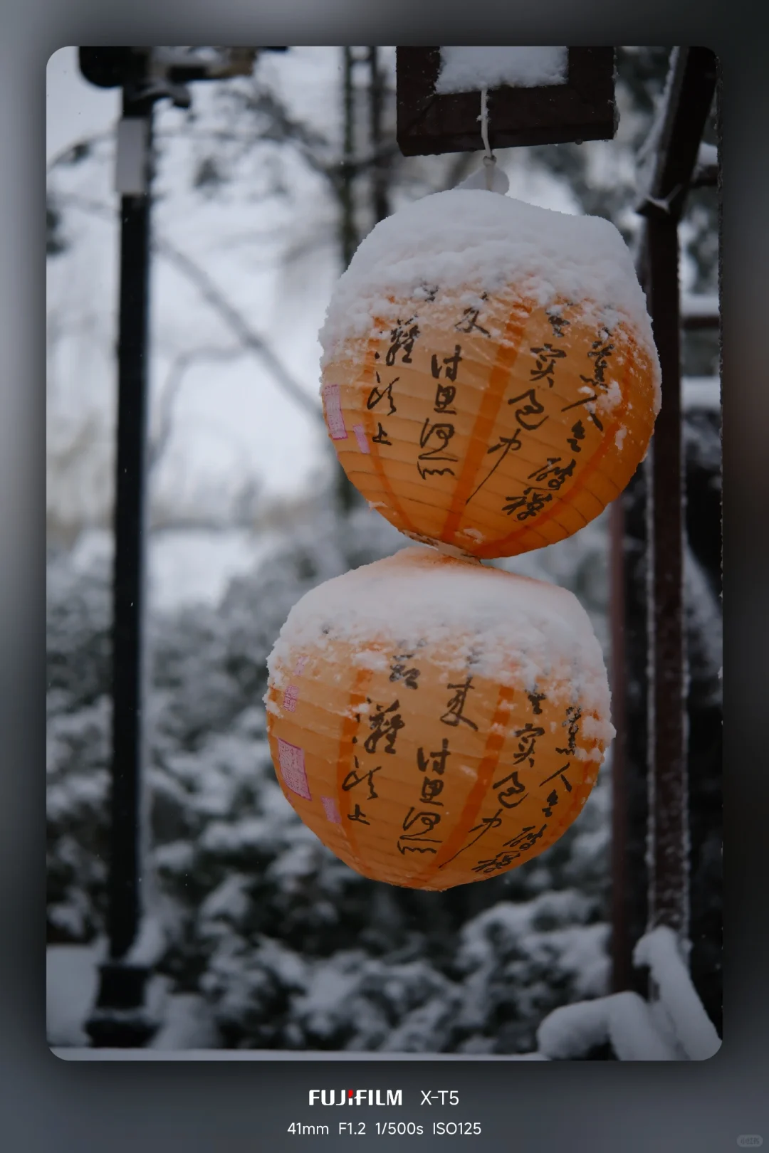 暴雪中的趵突泉公园