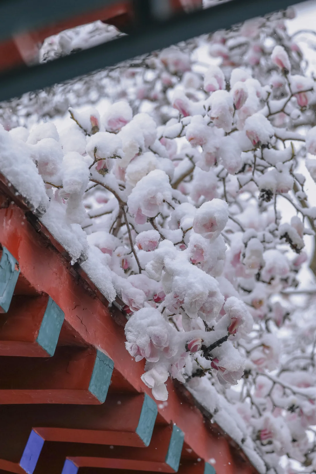 太绝了！趵突泉暴雪中盛开的玉兰！