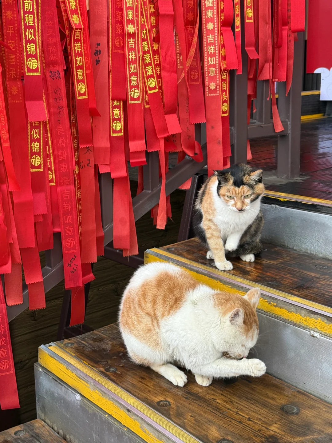 来阳朔怎么能够不爬如意峰呢