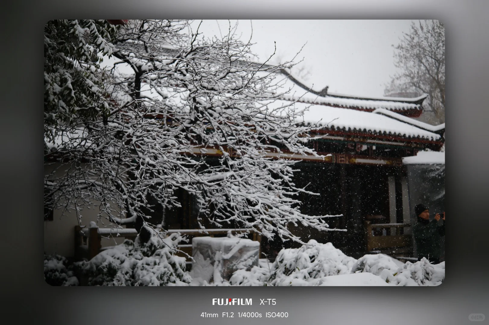 暴雪中的趵突泉公园