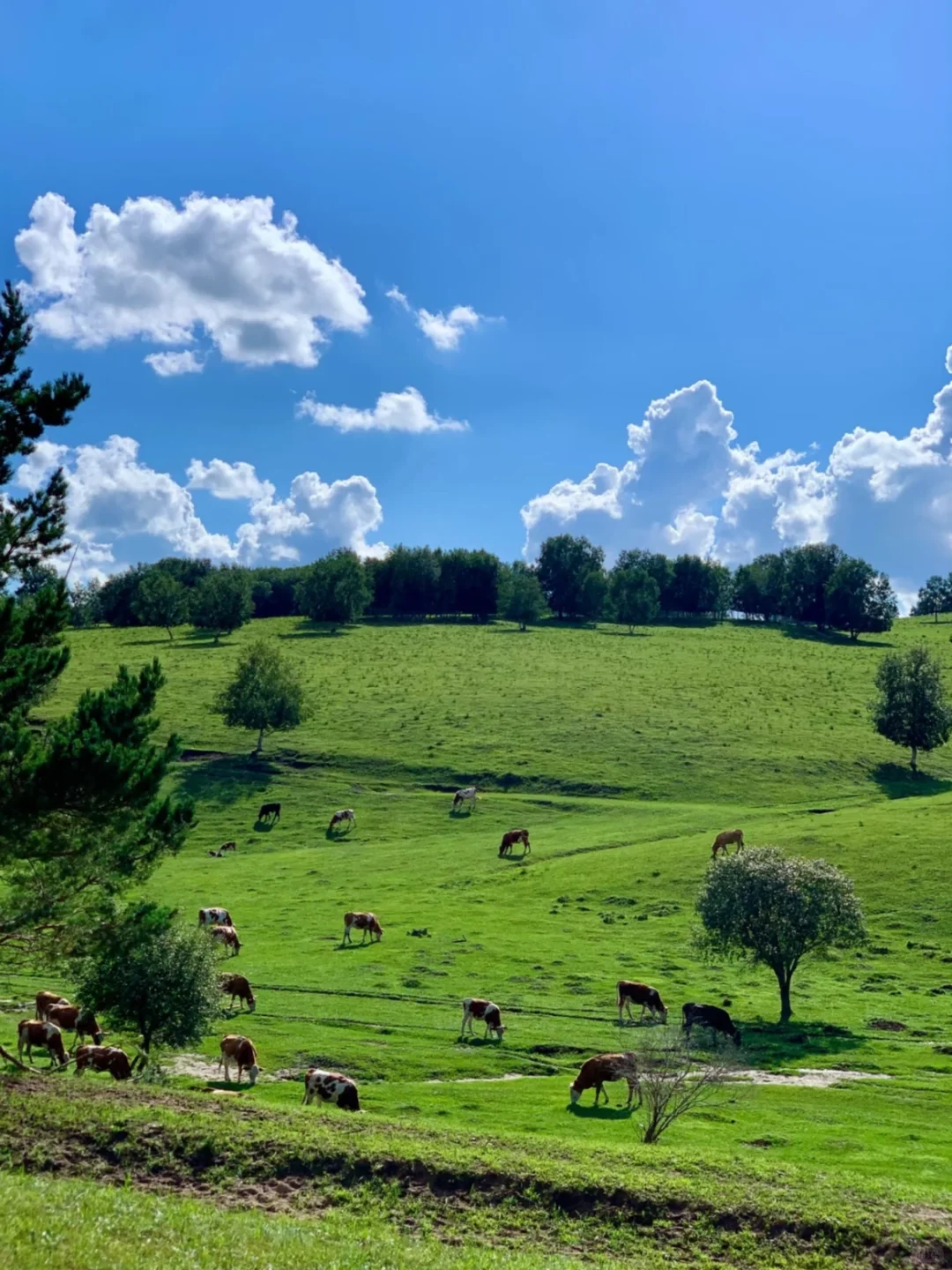 迄今为止，我去过国内最美的8个的草原