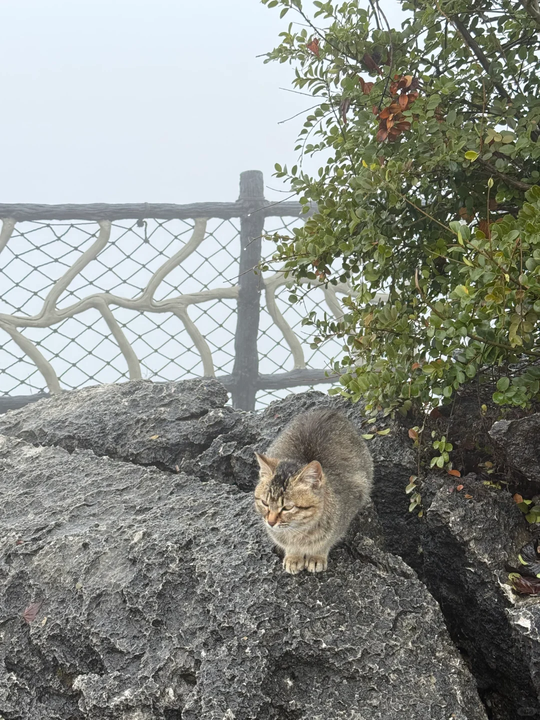 来阳朔怎么能够不爬如意峰呢