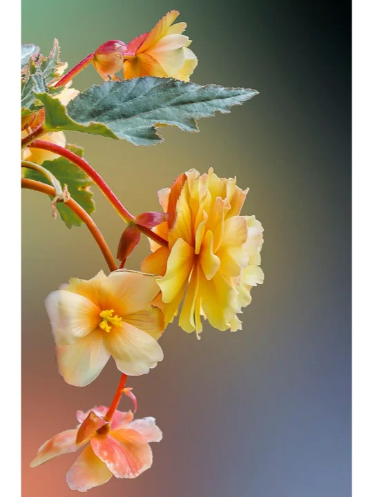 3月去赏花-河北篇（张家口承德廊坊等）