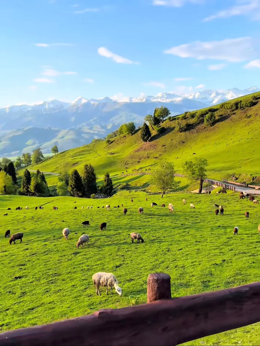 别再问新疆草原值不值得去了看完直接订票✈️