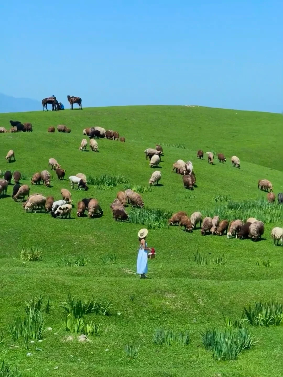 为什么强烈推荐5月底来内蒙古大草原❓