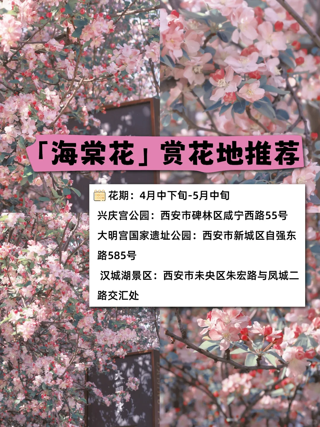 🌸西安春日限定｜这些绝美赏花地，拍照打