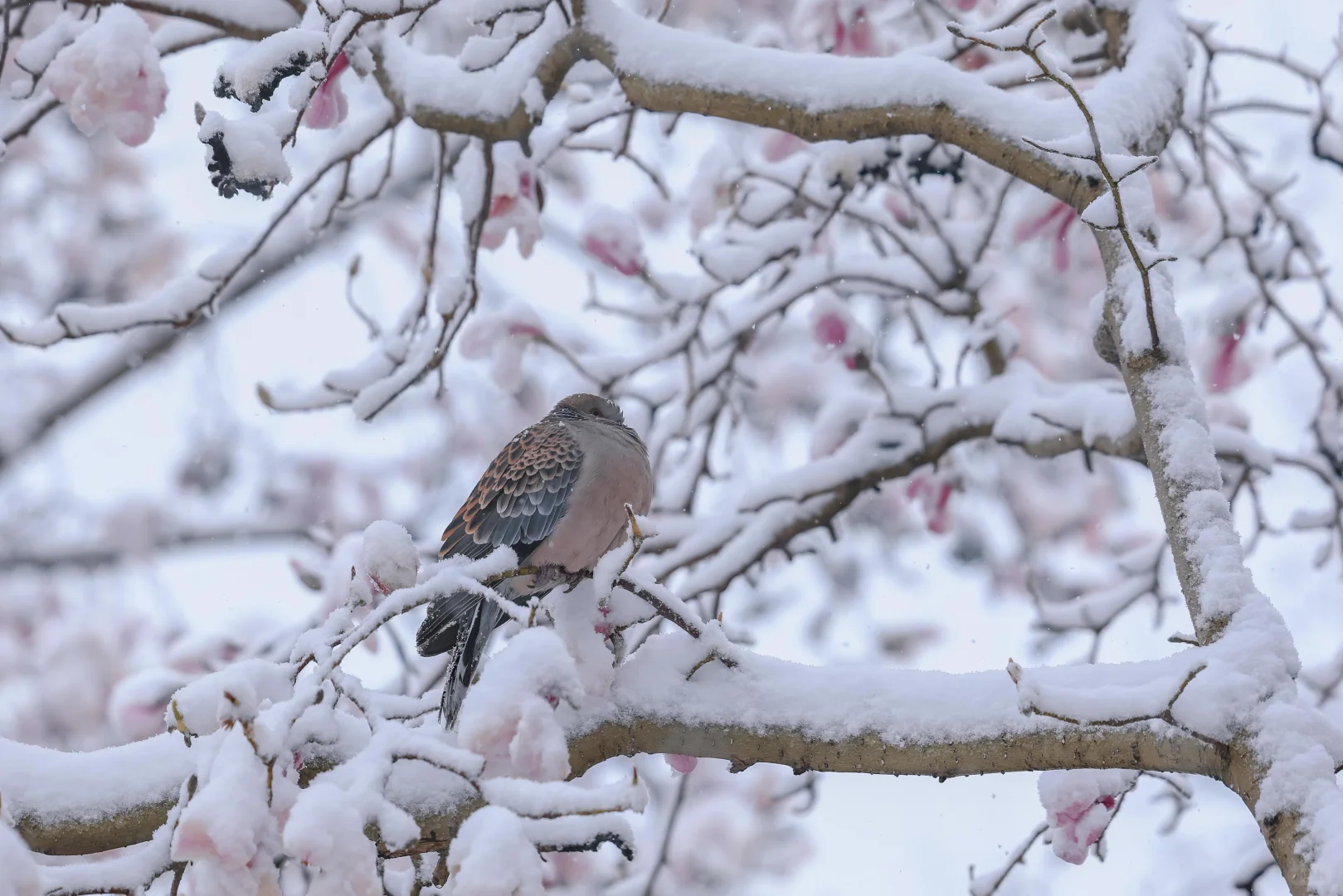 太绝了！趵突泉暴雪中盛开的玉兰！