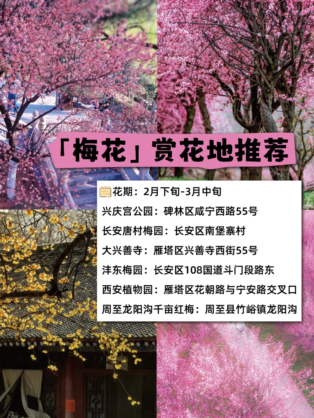 🌸西安春日限定｜这些绝美赏花地，拍照打