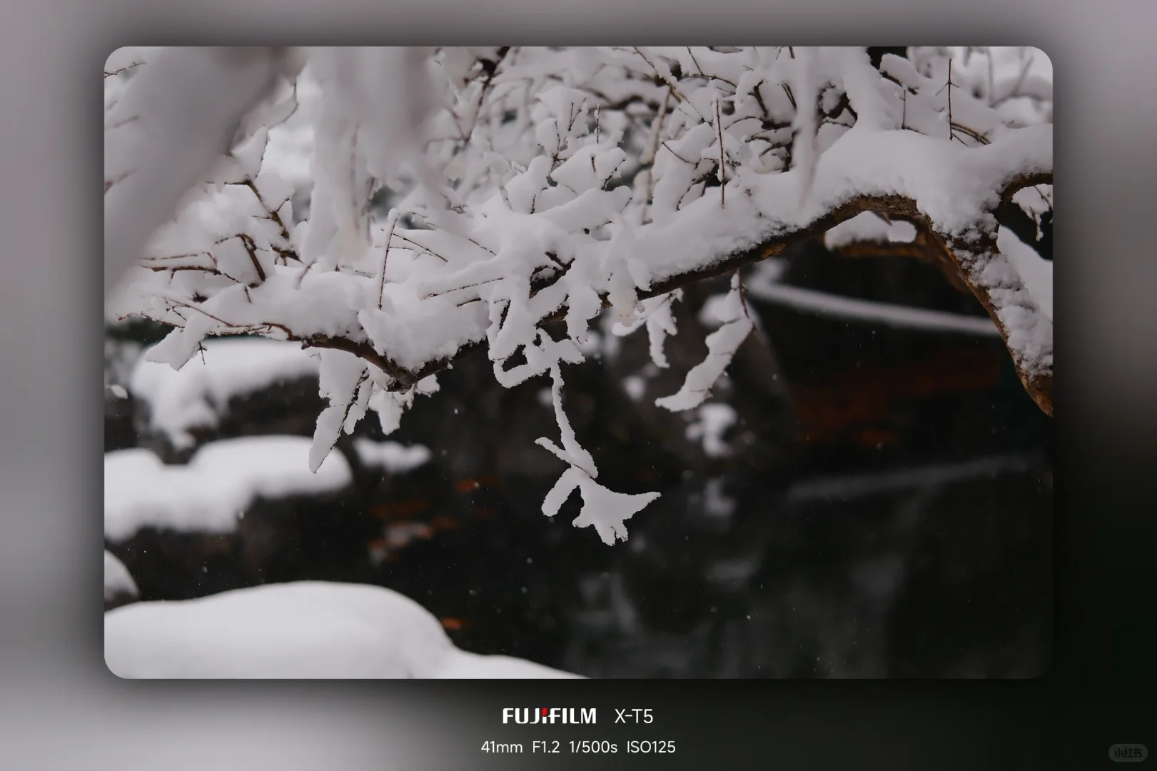 暴雪中的趵突泉公园