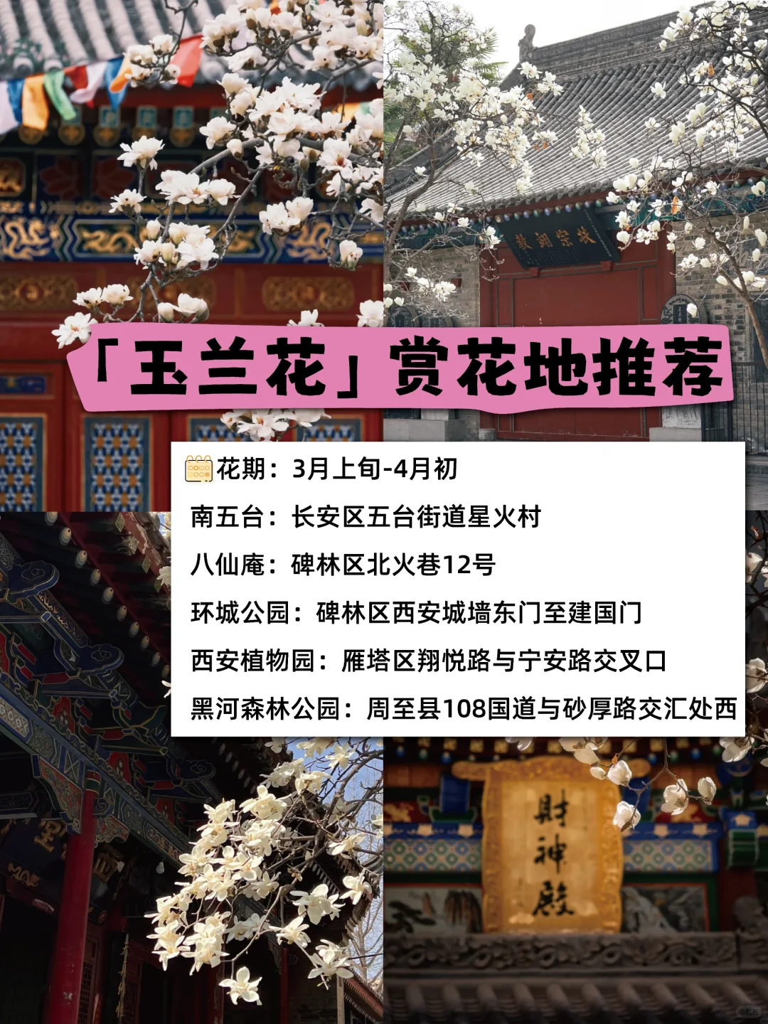 🌸西安春日限定｜这些绝美赏花地，拍照打