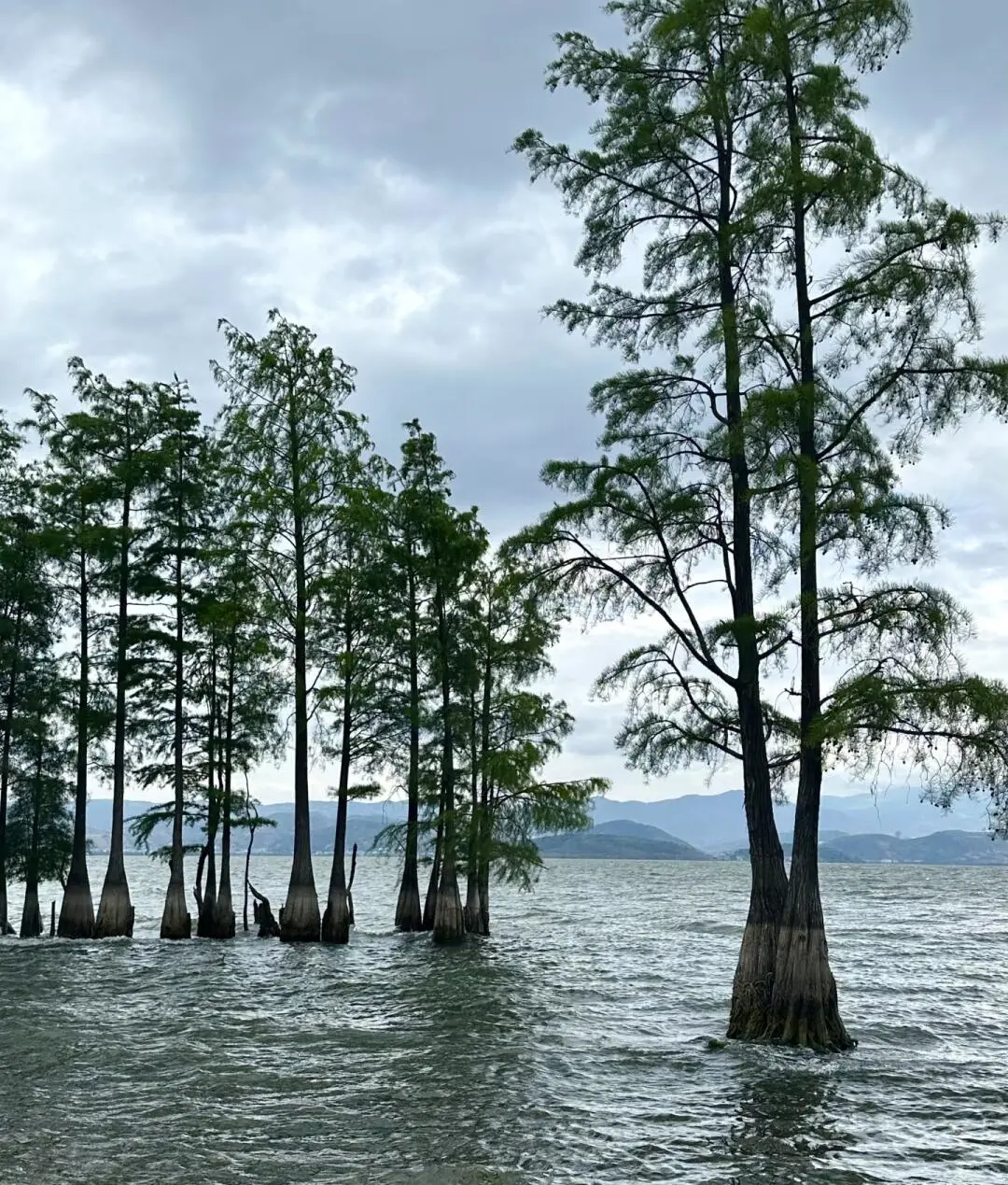 春节过后的云南,真正封神的季节即将拉开